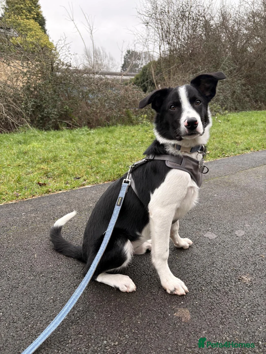 Border Collie dogs for sale: Border Collie looking for his new forever home - Advert 2