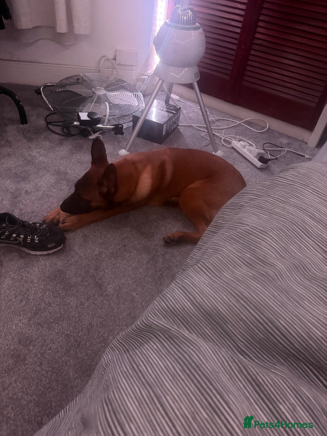 Belgian Shepherd Dog dogs for sale: Shadow the Belgian Malinois - Advert 2