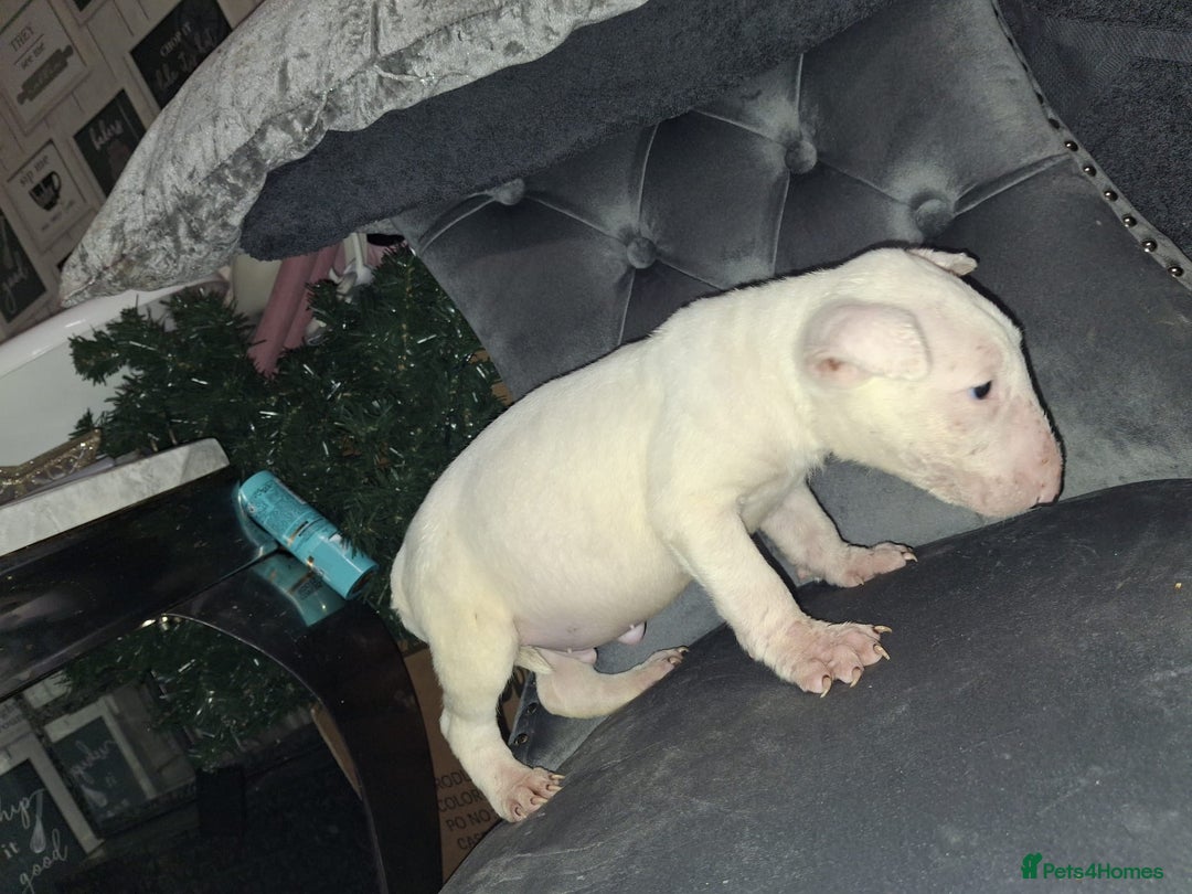 English Bull Terrier dogs for sale: English bull terrier  - Advert 4