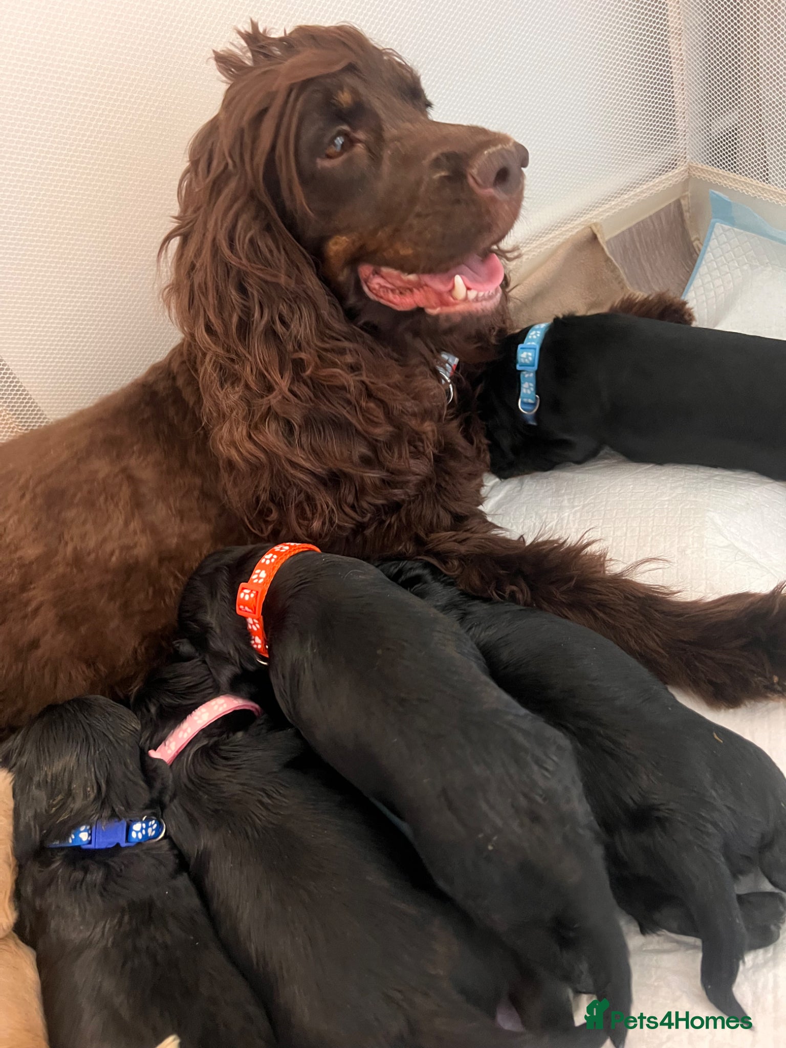 Cocker Spaniel dogs Show Type Cocker Spaniel Pups 🐶😍 - Advert 2