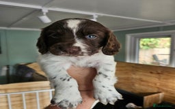 Cocker Spaniel dogs for sale: beautiful cocker spaniel puppies - Image 7