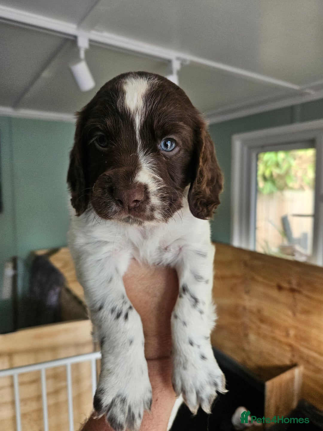 Cocker Spaniel dogs for sale: beautiful cocker spaniel puppies - Image 7