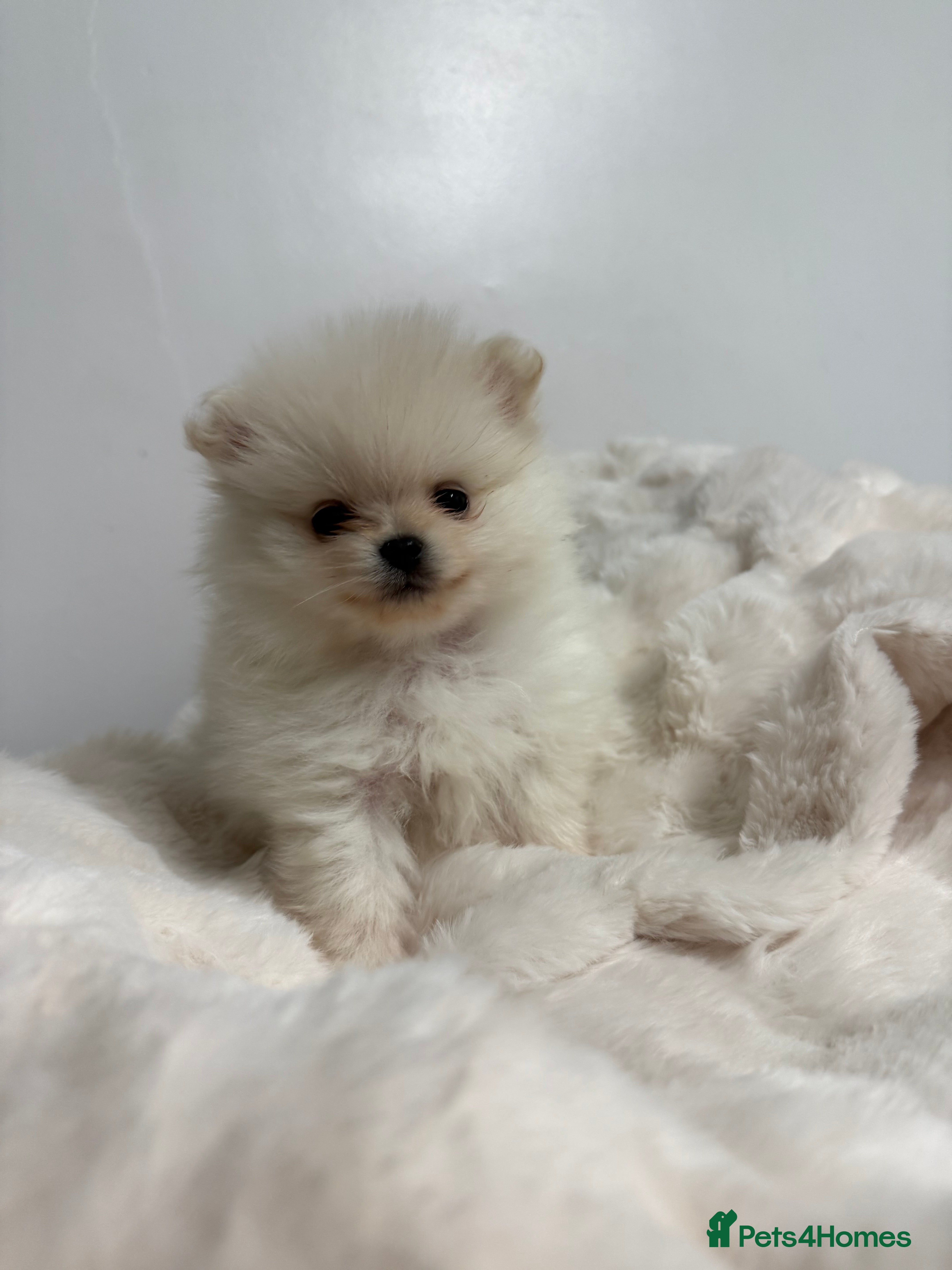 Pomeranian dogs ✨ Beautiful Pomeranian Puppies Available ✨ - Advert 15