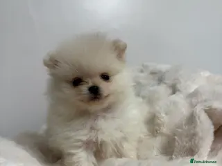Pomeranian dogs ✨ Beautiful Pomeranian Puppies Available ✨ - Advert 17
