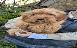 Mixed Breed dogs for sale: Cavapoo Female Puppies - Advert 3
