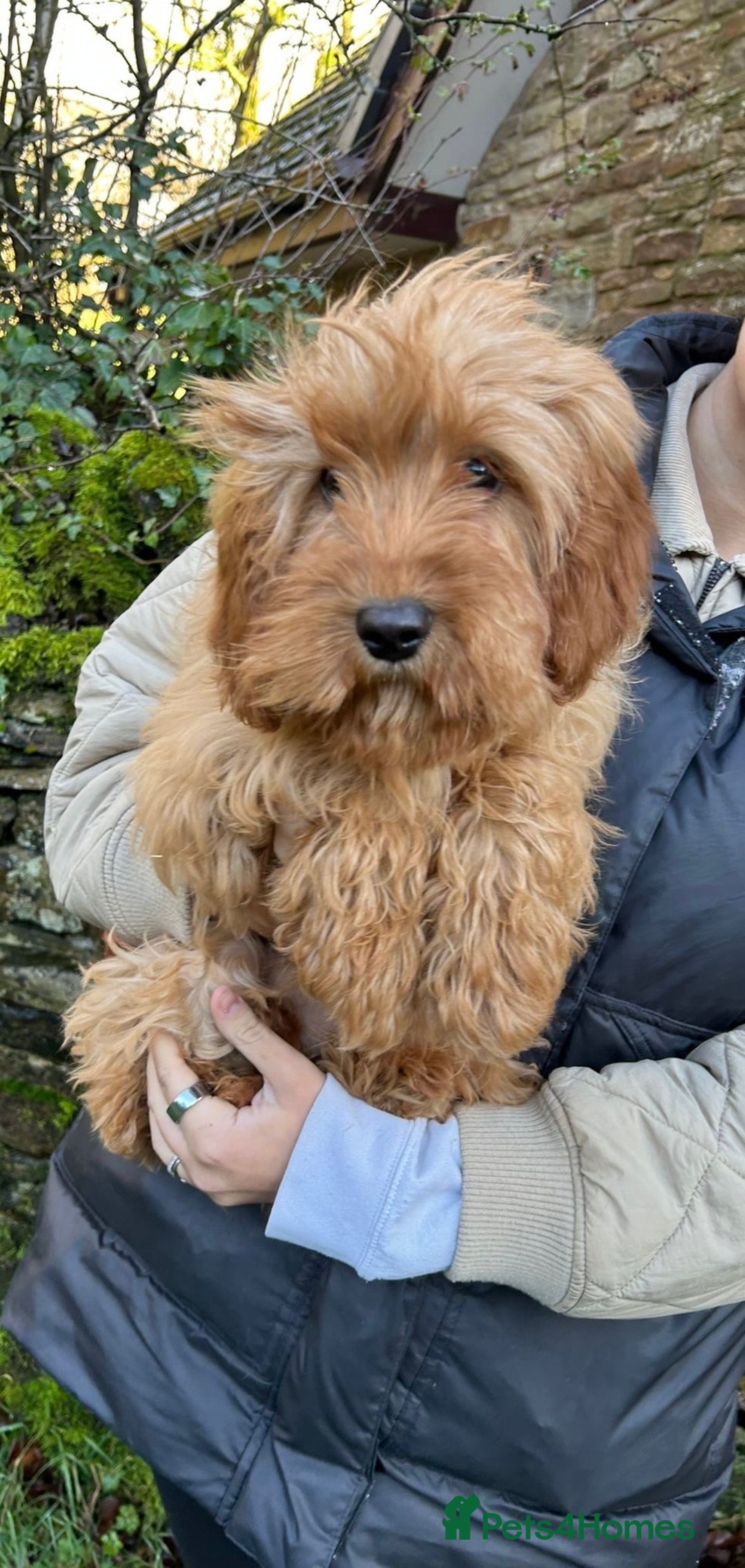 Mixed Breed dogs for sale: Cavapoo Female Puppies - Advert 3