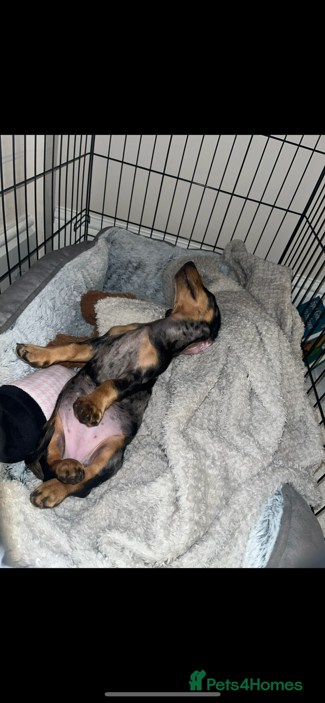 Miniature Dachshund dogs for sale: 4 month old gorgeous mini sausage  - Advert 6