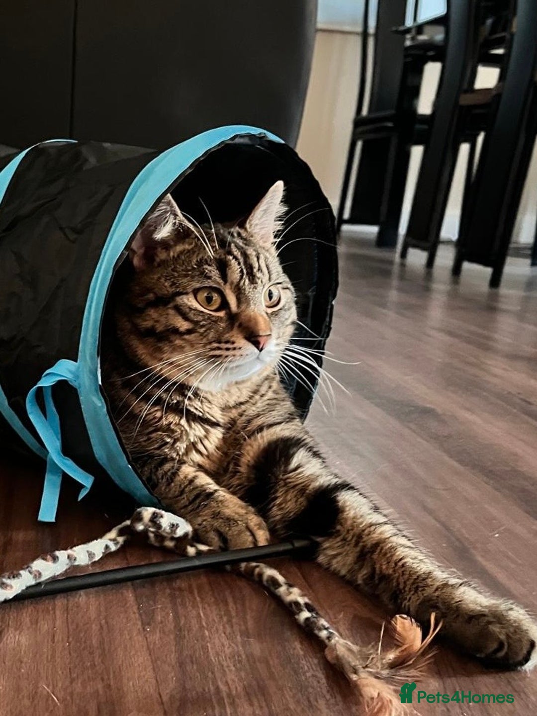 Domestic Shorthair cats for sale: Looking for a new family for Simba❤️ - Advert 4