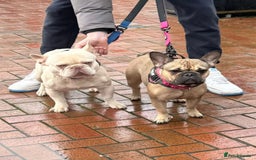 French Bulldog dogs for sale: 🐾Ready Now!! Adorable French Bulldog Puppies!  - Image 10