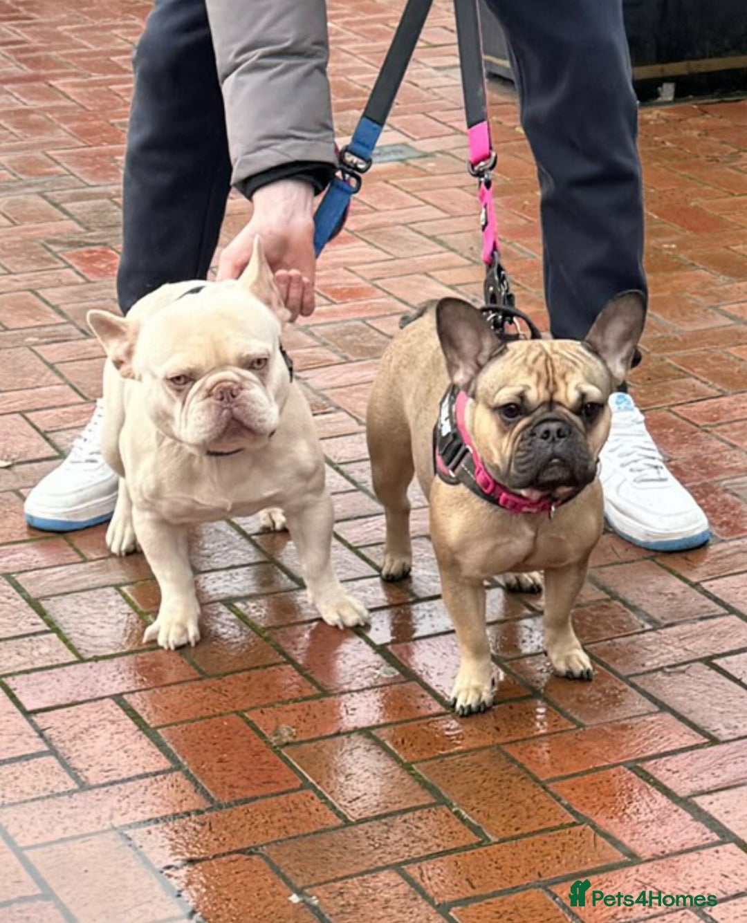 French Bulldog dogs for sale: 🐾Ready Now!! Adorable French Bulldog Puppies!  - Image 10