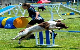 Sprocker dogs for sale: My sweet peas SPECIAL indeed x - Image 31