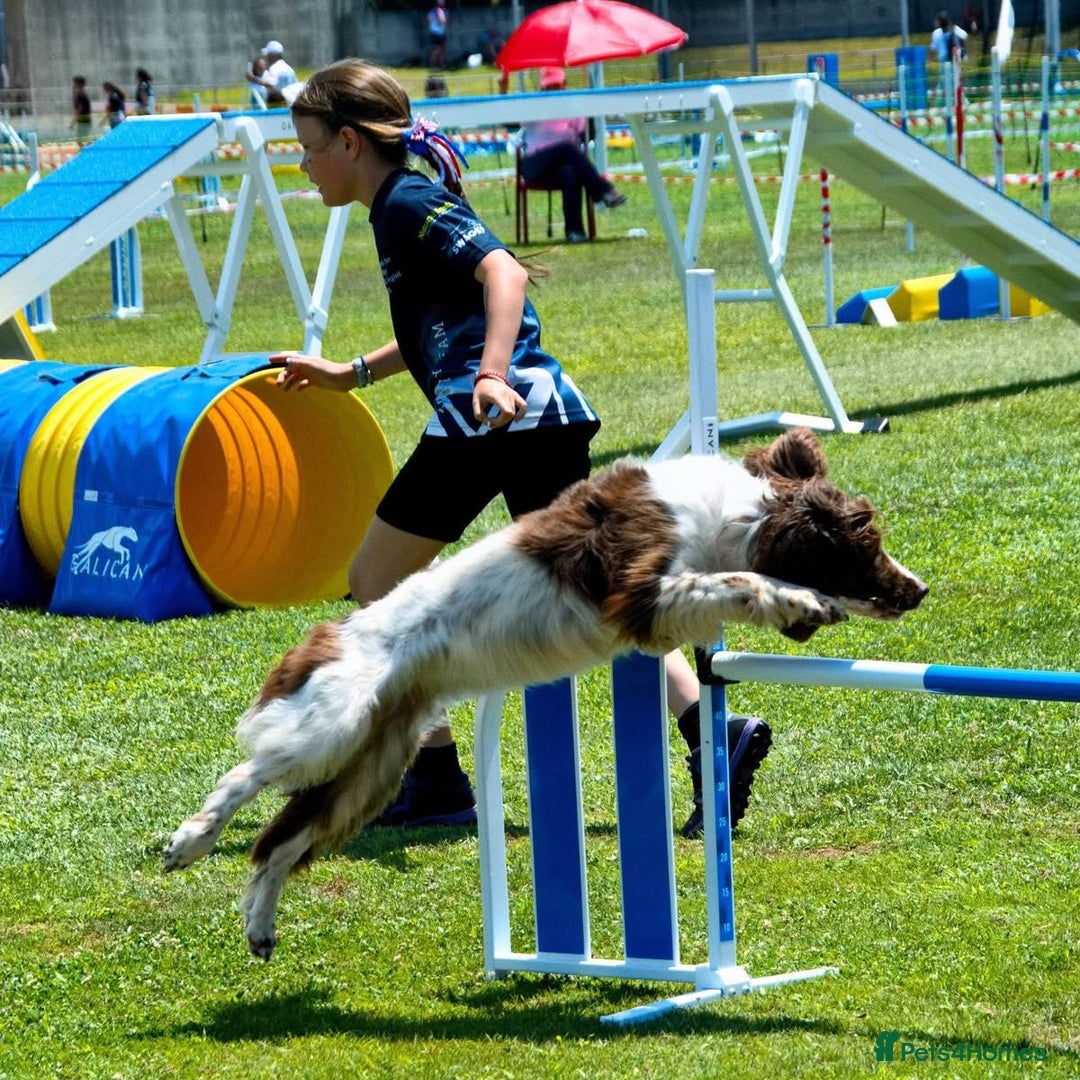 Sprocker dogs for sale: My sweet peas SPECIAL indeed x - Image 31