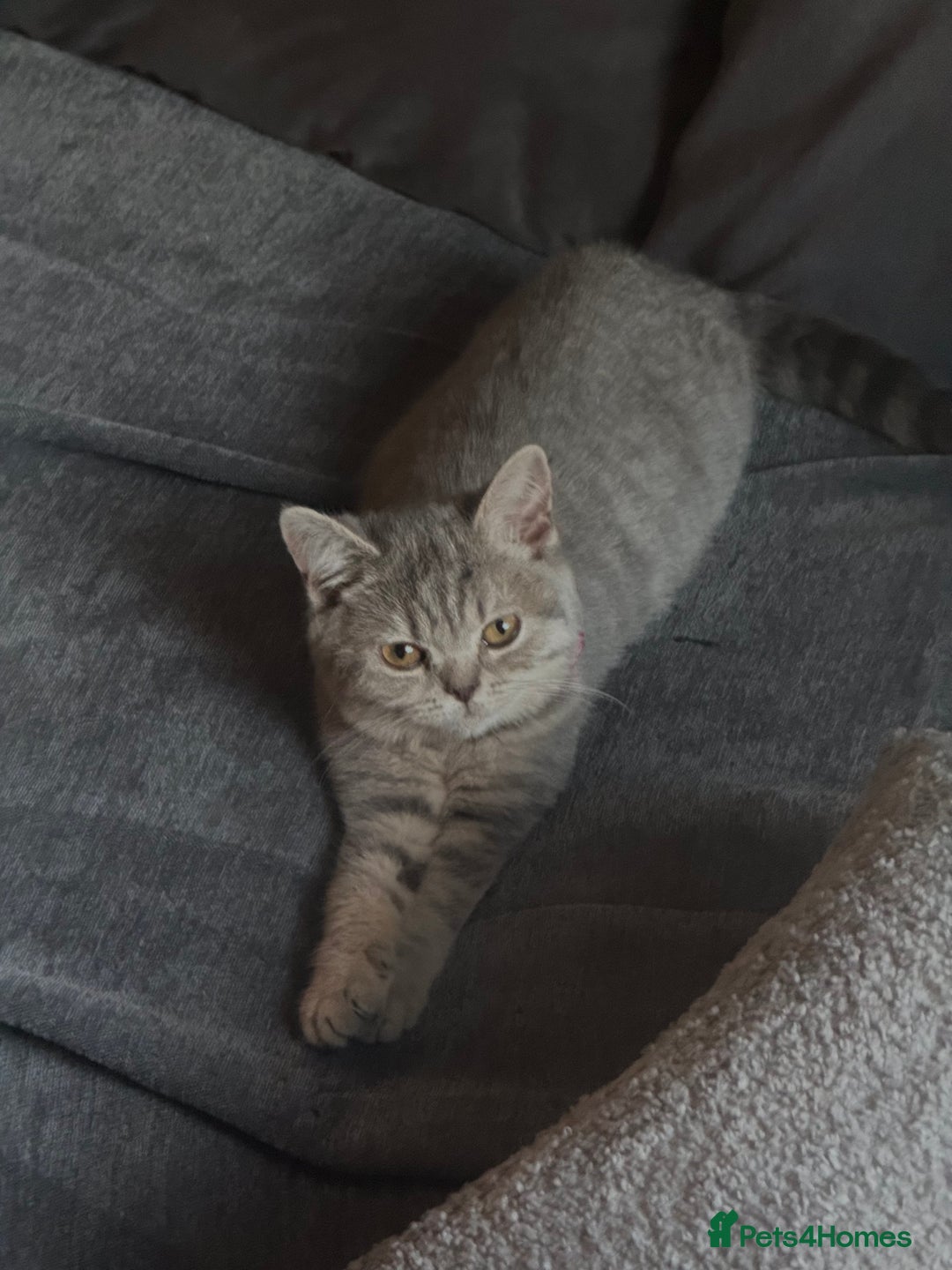 British Shorthair cats for sale:  BritishShorthair,litter trained! 13 weeks  - Advert 3