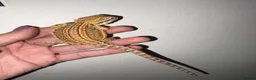 Bearded Dragon reptiles for sale: Very friendly dragons - Advert 6