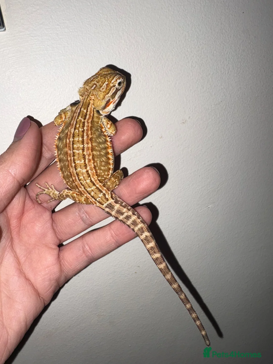 Bearded Dragon reptiles for sale: Very friendly dragons - Advert 6