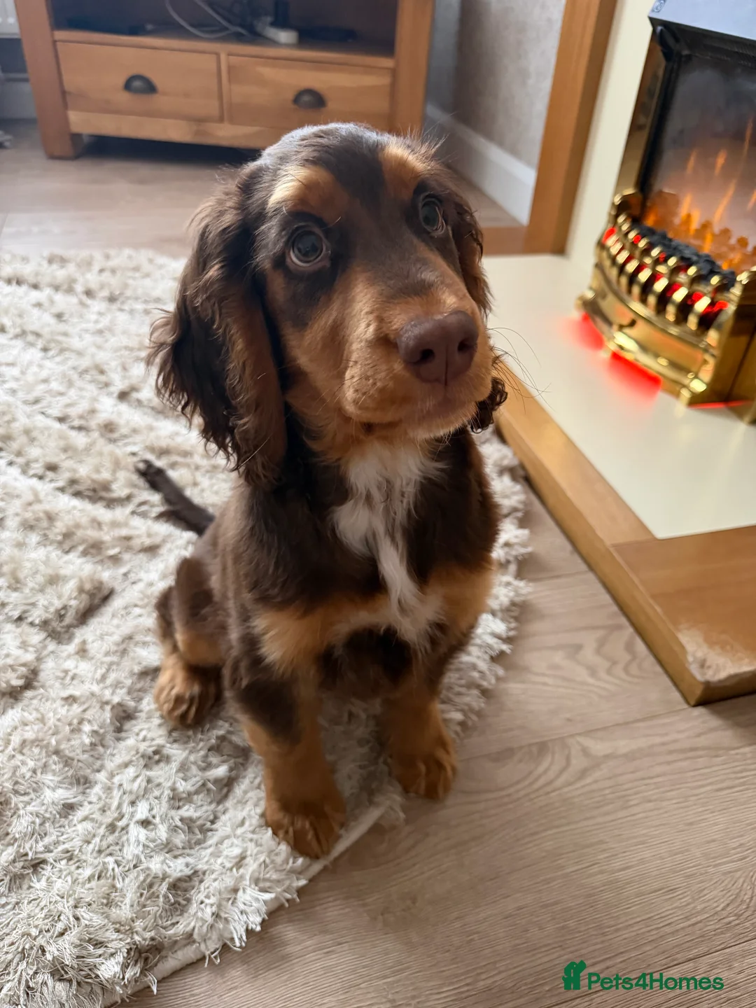 Cocker Spaniel dogs for sale: Cocker Spaniel Puppy - Rolo  - Advert 3