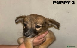 Mixed Breed dogs for sale: Puppies For Sale!  - Image 9
