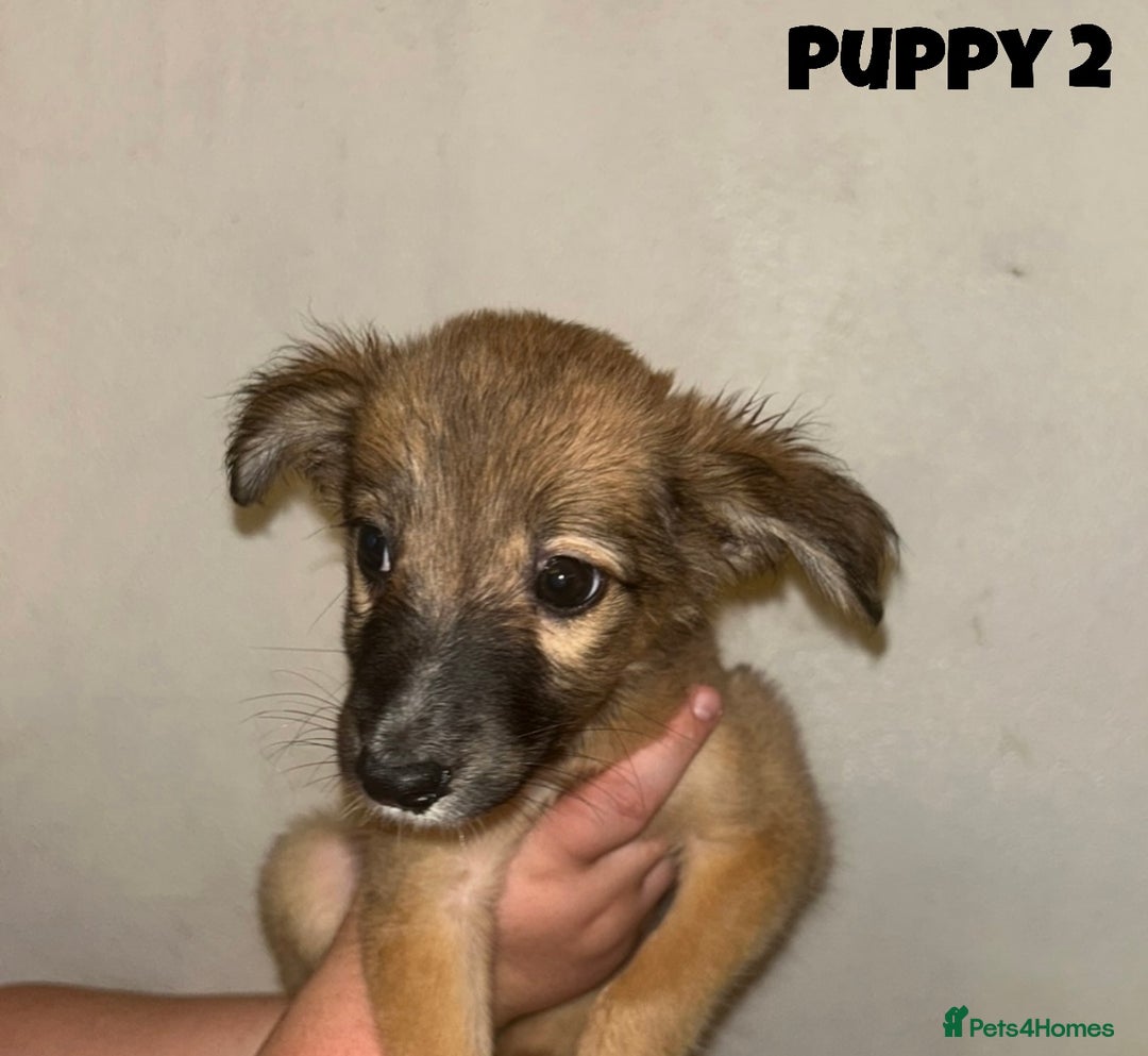 Mixed Breed dogs for sale: Puppies For Sale!  - Image 9