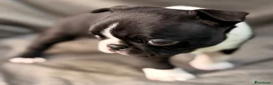 White collar