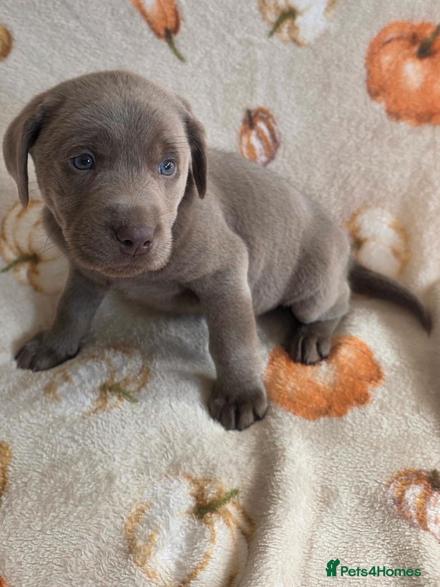 Labrador Retriever dogs Beautiful Lab Puppies Charcoal & Silver  - Advert 1