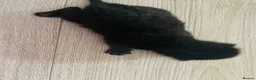 Mixed Breed cats for sale: Four mixed breed kittens in Bedford - Advert 12