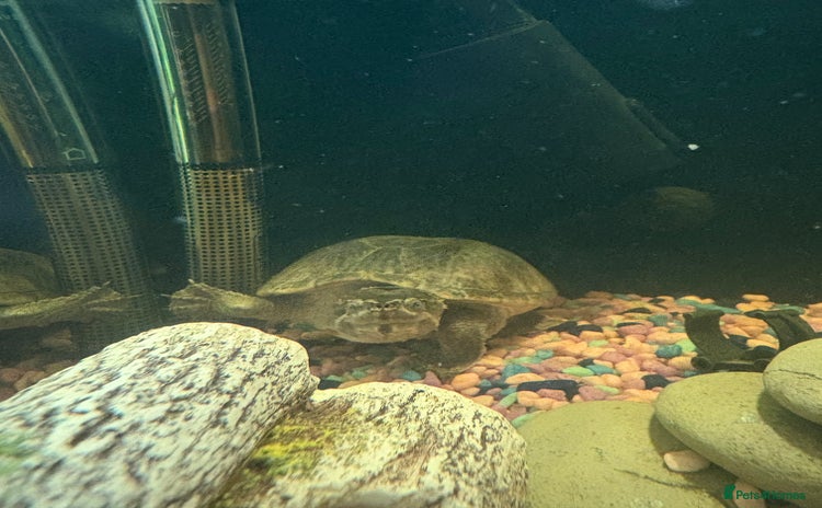 Turtle reptiles - Advert 1