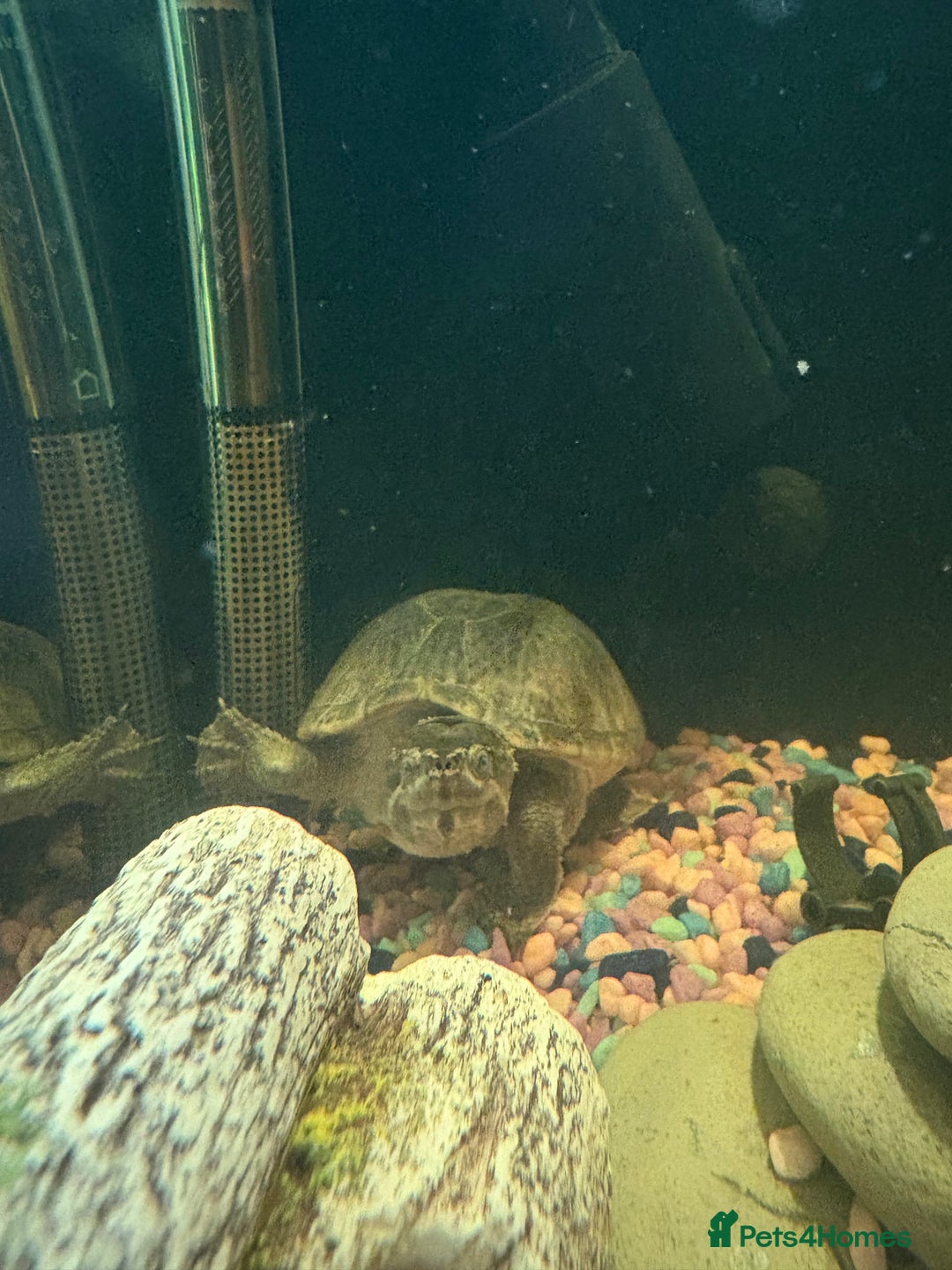Turtle reptiles for sale: Musk turtle for sale - Image 1