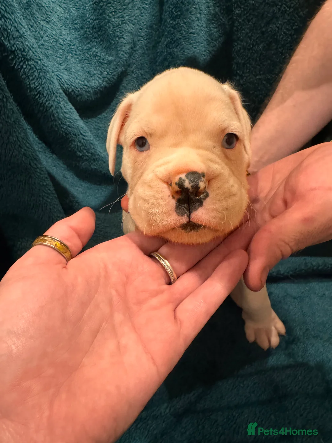 Boxer dogs for sale: Boxer puppies - Advert 15