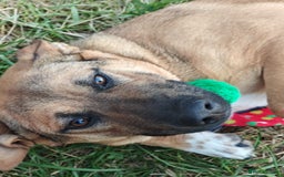 Mixed Breed dogs for adoption: 💙Lord – a 7-month-old lower-medium boy💙 - Advert 7