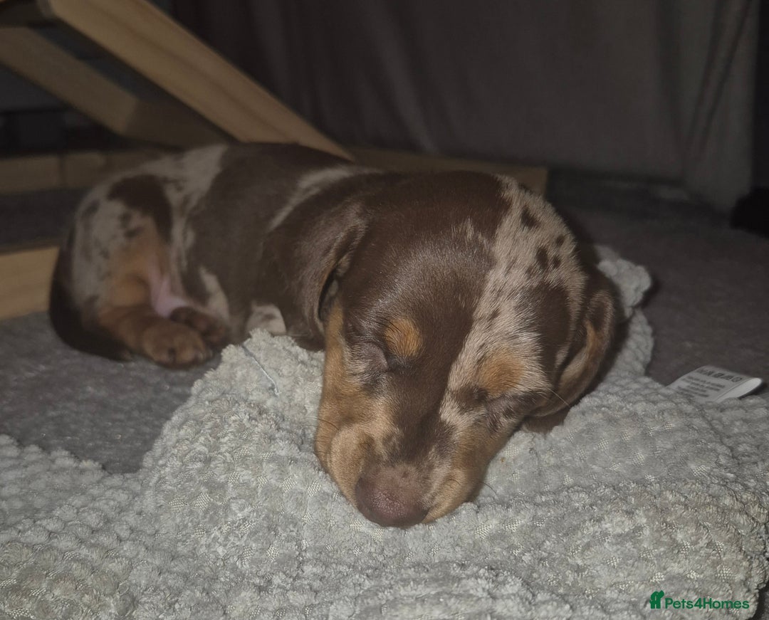 Miniature Dachshund dogs for sale: Miniature Daschund, chocolate & tan dapple smooth - Image 7