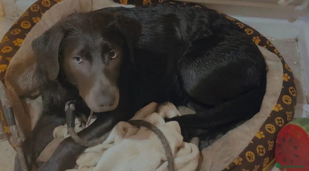 Mixed Breed dogs for sale: Beautiful pup for rehoming! - Advert 8