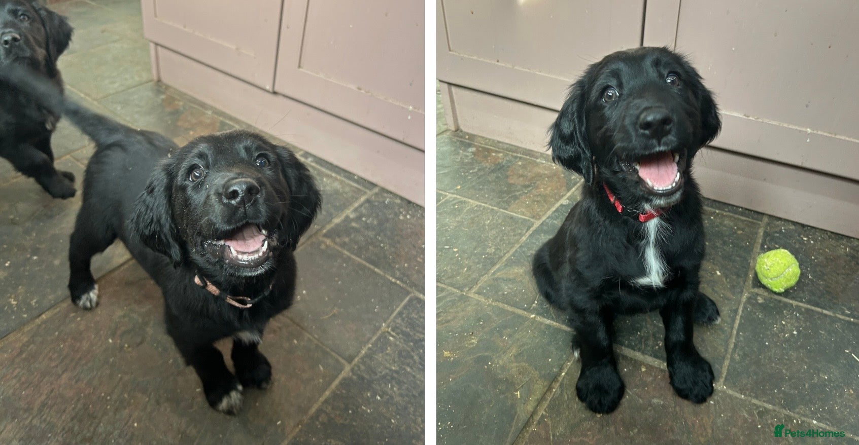 Mixed Breed dogs READY NOW Small Munsterlander x golden retriever  - Advert 12