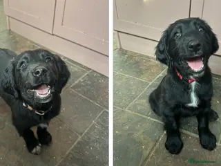 Mixed Breed dogs READY NOW Small Munsterlander x golden retriever - Advert 11