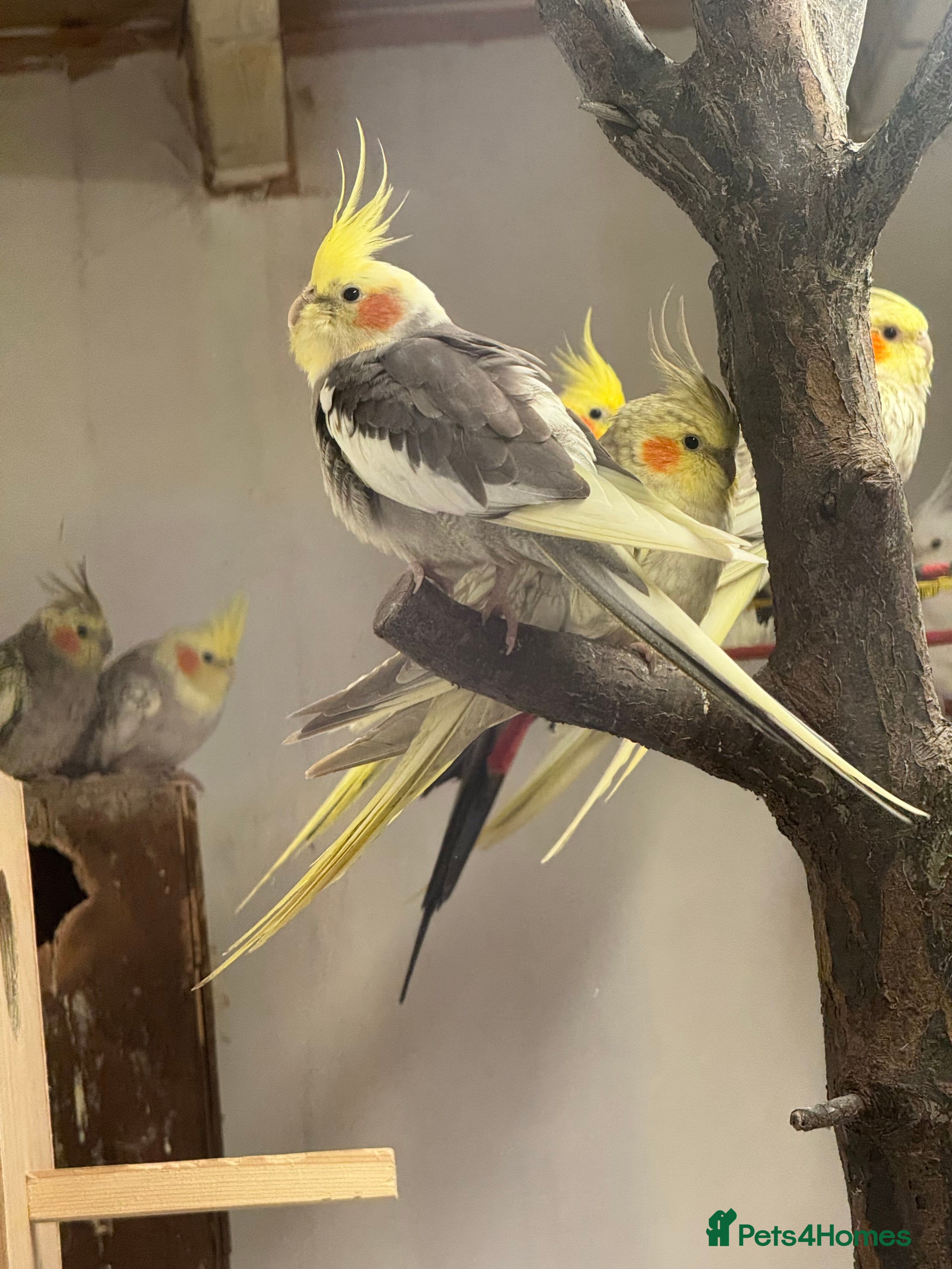 Cockatiels birds Cockatiel Aviary for sale  - Advert 8