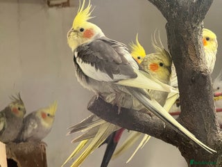 Cockatiels birds for sale: Cockatiel Aviary for sale - Advert 1
