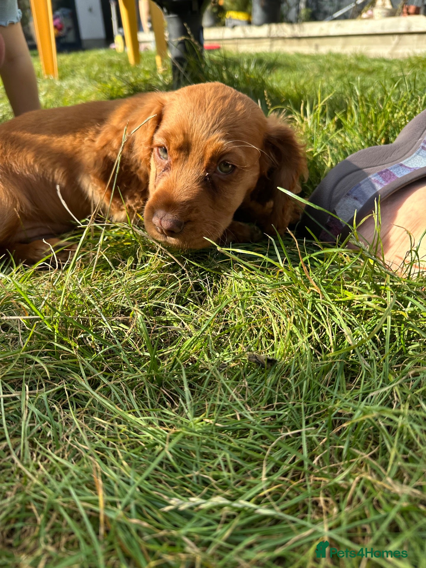 Cocker Spaniel dogs Working Cocker Spaniel Puppies - Advert 2