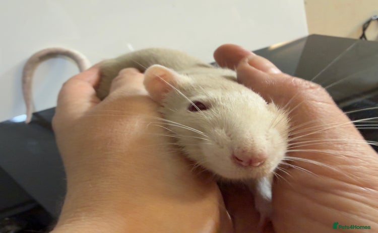 Rat rodents - Advert 11