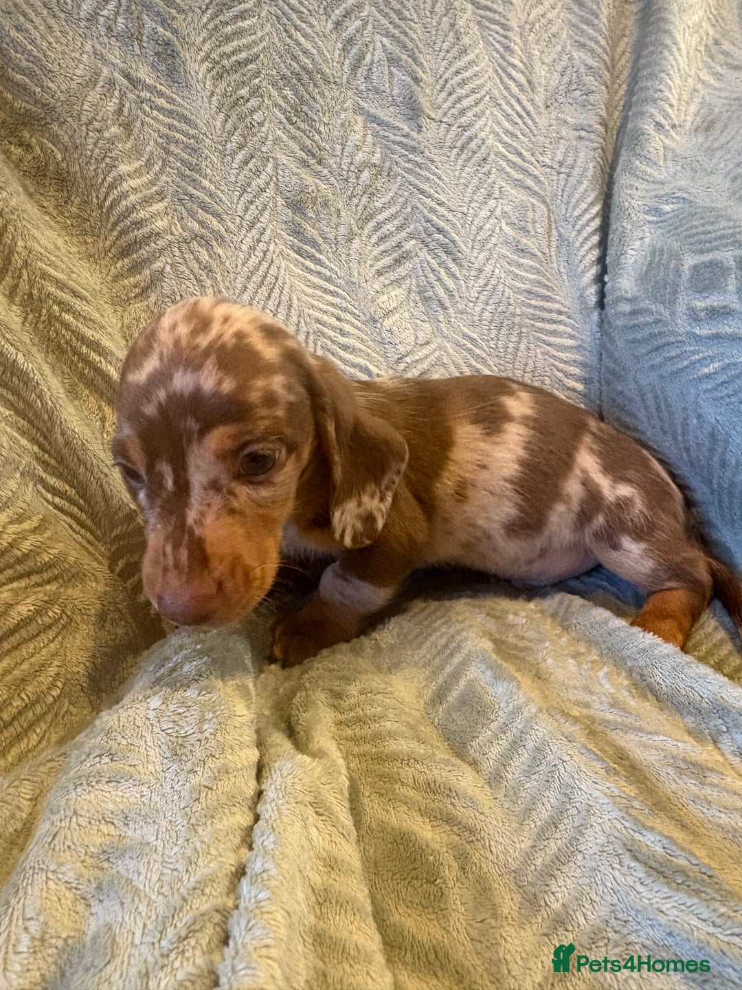 Dachshund dogs for sale: Miniature chocolate dachshund  - Image 7
