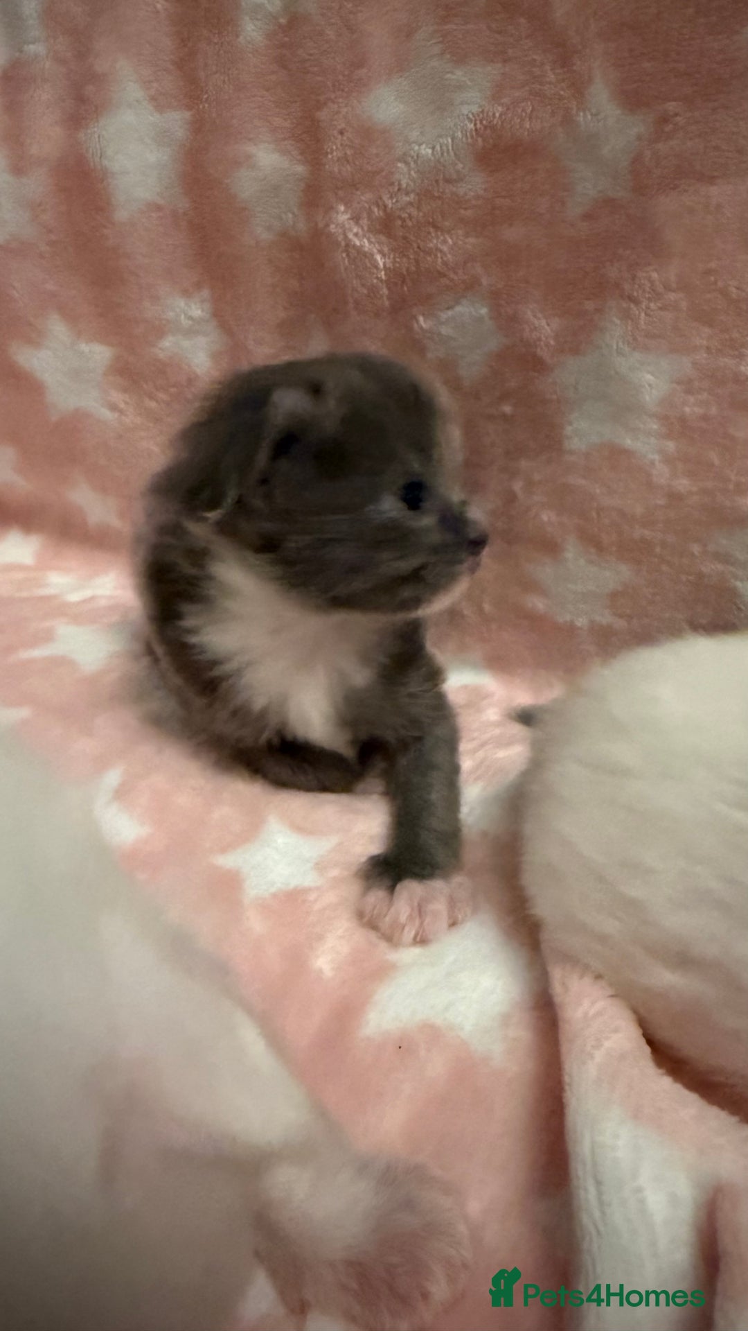 Ragdoll cats for sale: Stunning Ragdoll Kittens girl and boys  - Advert 24