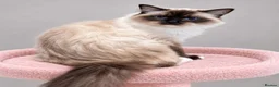Ragdoll cats for sale: Stunning Seal Point/Mitted Ragdoll Female - Advert 5