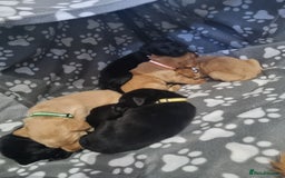 Labrador Retriever dogs for sale: ⭐️ Lush Lab Pups - READY 15/10/25 ⭐️ - Image 11