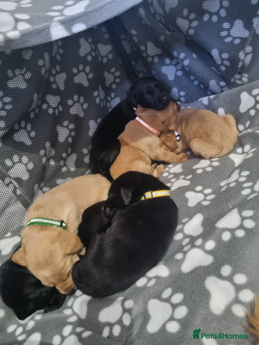 Labrador Retriever dogs for sale: ⭐️ Lush Lab Pups - READY 15/10/25 ⭐️ - Image 11