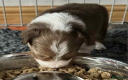 Border Collie dogs for sale: Red white border collies  - Image 3