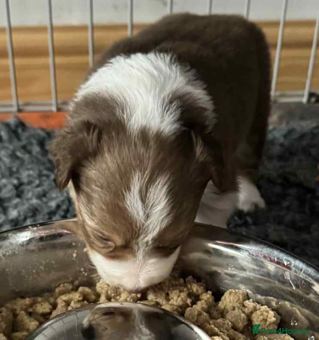 Border Collie dogs for sale: Red white border collies  - Image 3