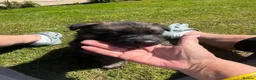 German Shepherd dogs for sale: German shepherd Puppies  - Advert 15