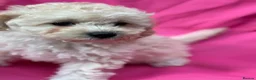 Poochon dogs for sale: 🌺3 POOCHON GIRLS in CHESHIRE🌺-Ready Fri  - Advert 5