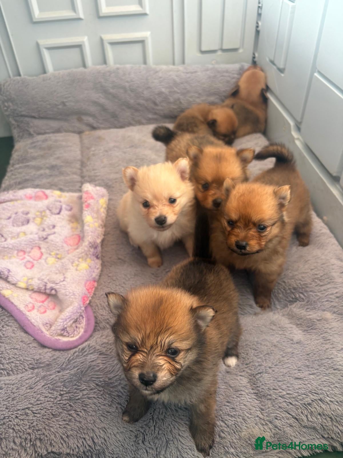 Pomeranian dogs Pom pups - Advert 11
