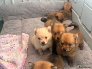 Pomeranian dogs Pom pups - Advert 1