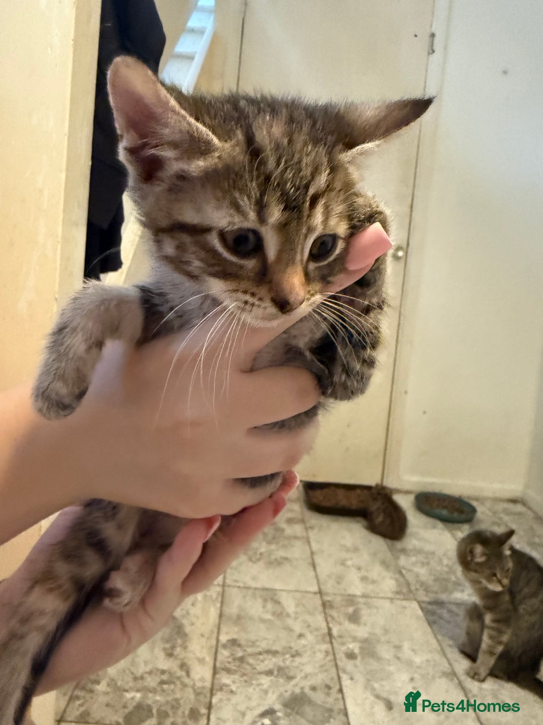 British Shorthair cats for sale: 5 kittens (3 female 2 male)  - Image 5
