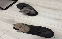 British Shorthair cats for sale: 4 adorable British shorthairs - Advert 3